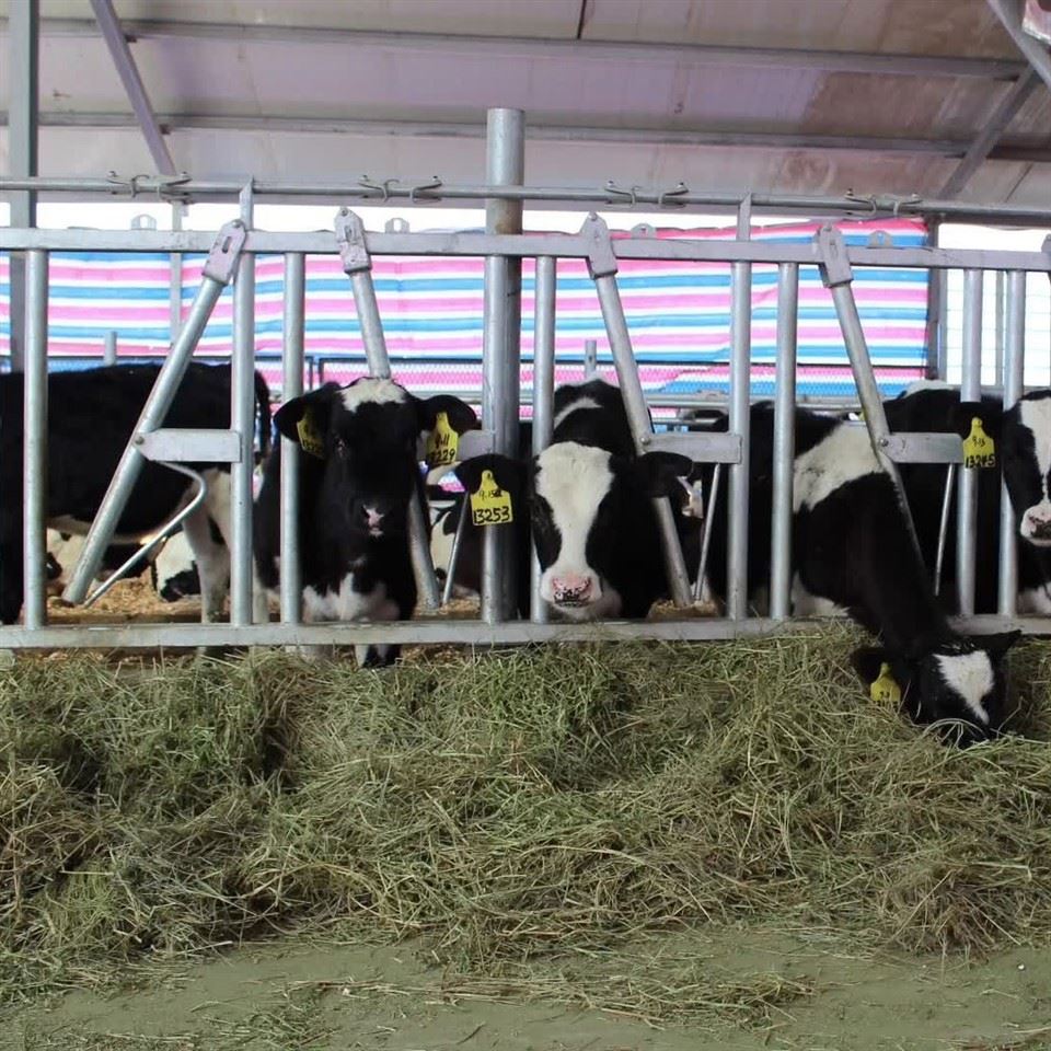 Cow Neck Clamp